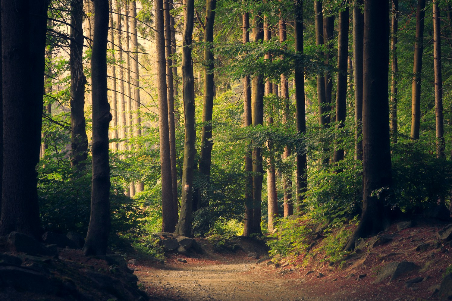 Sunlight falling through a quiet green forest